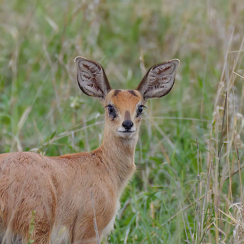 Southern Steenbuck (Raphicerus campestris)  Geotagged,Raphicerus campestris,South Africa,Steenbok