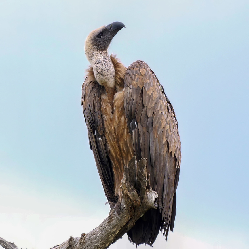 White-backed Vulture  Geotagged,Gyps africanus,South Africa,White-backed Vulture