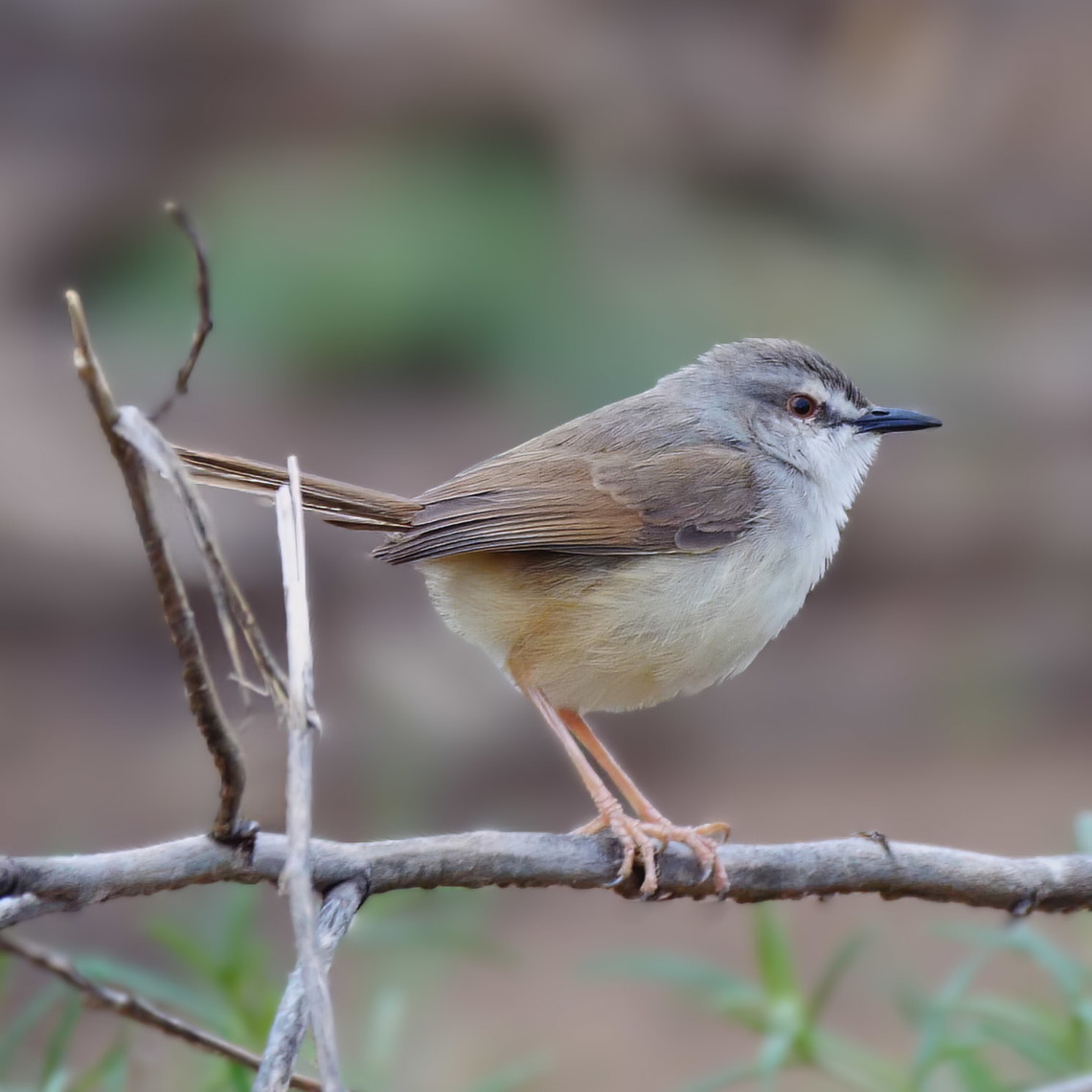 Tawny-flanked Prinia  Geotagged,Prinia subflava,South Africa,Tawny-flanked prinia
