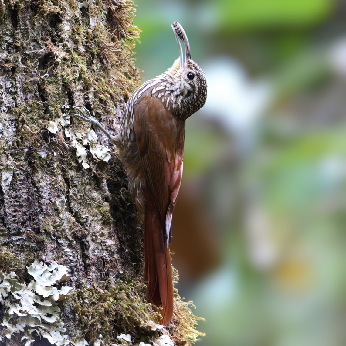 Spot-crowned Woodcreeper (Lepidocolaptes affinis) A Spot-crowned Woodcreeper delivering food for the nestlings in San Gerardo de Dota, Costa Rica. Costa Rica,Geotagged,Lepidocolaptes affinis,Spot-crowned woodcreeper