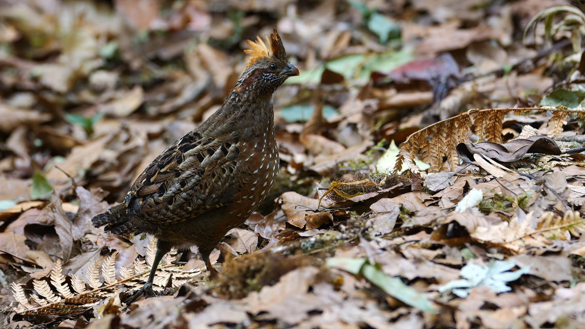 Spotted Wood-Quail (Odontophorus guttatus) Such silly birds. Costa Rica,Geotagged,Odontophorus  guttatus,Spotted wood quail