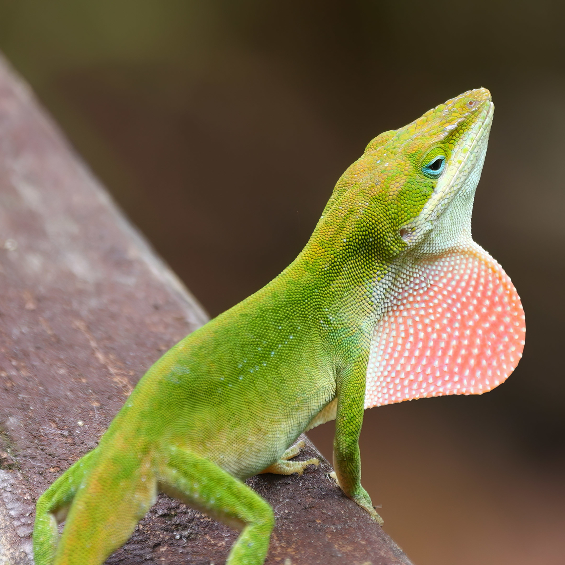 Anolis carolinensis A native anole to the southeastern US. Anolis carolinensis,Carolina anole,Geotagged,United States