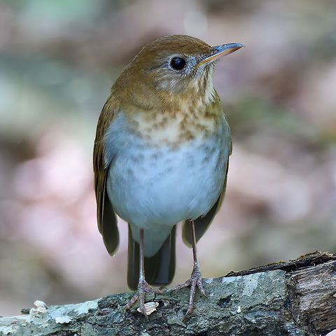 Veery This lovely bird took a moment to pose for me while on migration. Catharus fuscescens,Geotagged,United States,Veery
