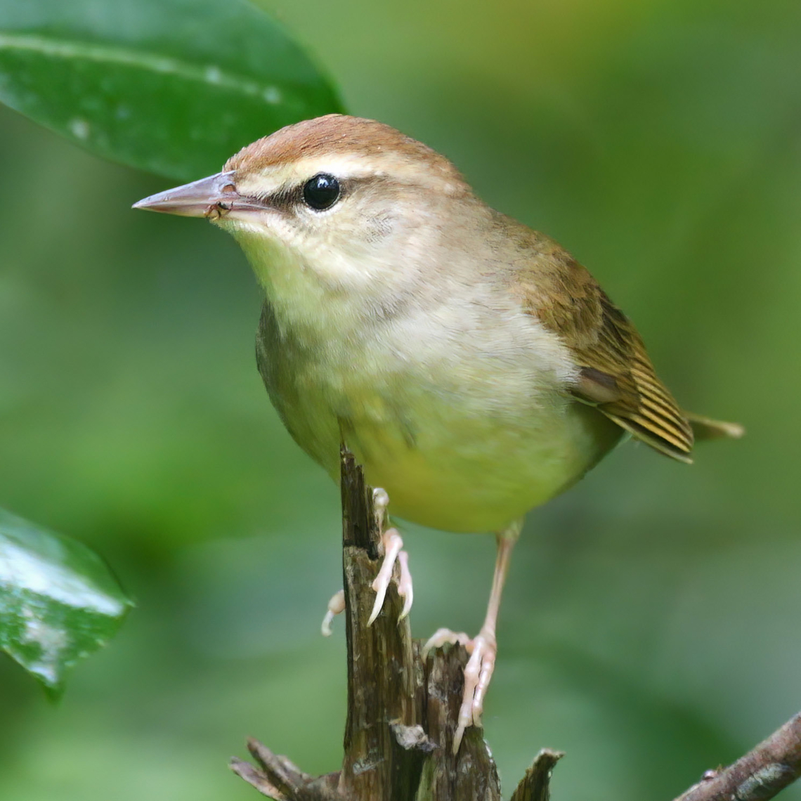 Swainson's Warbler (Limnothlypis swainsonii) A challenging little migrant warbler that I saw on my recent trip to South Carolina. Geotagged,Limnothlypis swainsonii,Swainson's warbler,United States