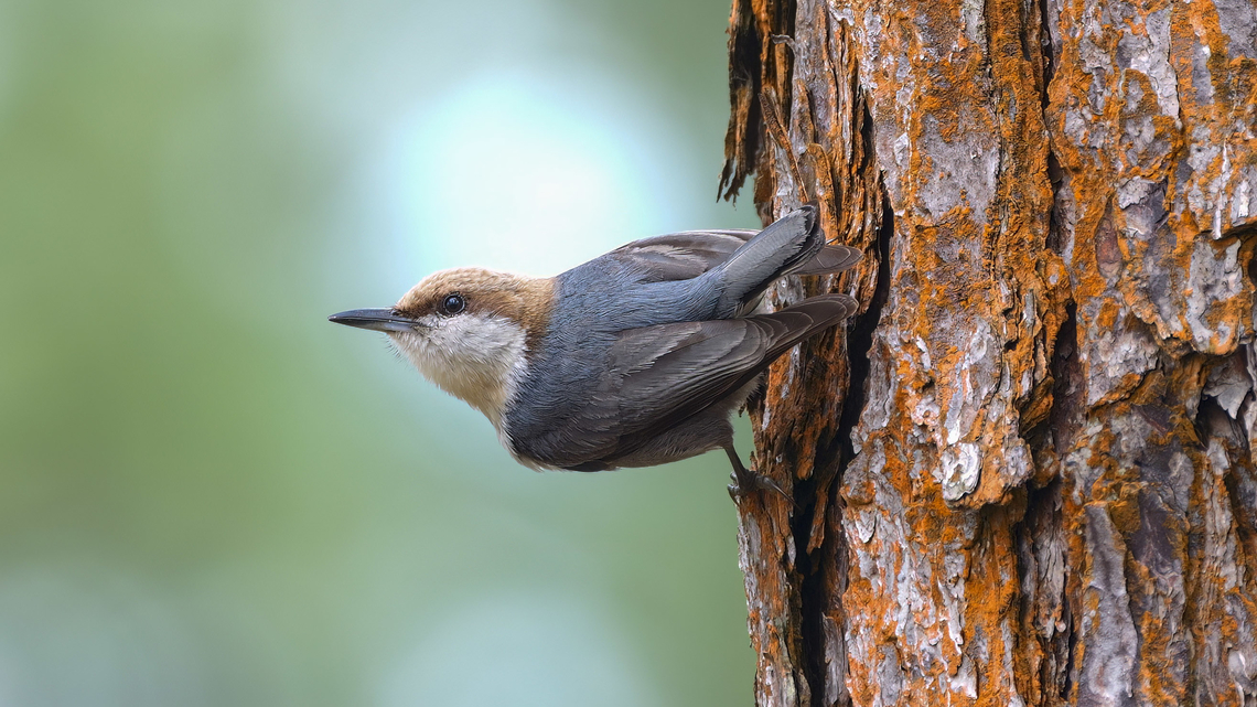 Brown-headed Nuthatch This was one of the species that I wanted to spend more time with during my recent trip to the Southeast US. Brown-headed Nuthatch,Geotagged,Sitta pusilla,United States