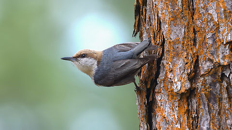 Brown-headed Nuthatch This was one of the species that I wanted to spend more time with during my recent trip to the Southeast US. Brown-headed Nuthatch,Geotagged,Sitta pusilla,United States