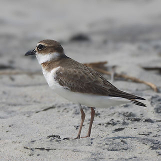 Wilson's Plover  Charadrius wilsonia,Geotagged,United States,Wilsons plover