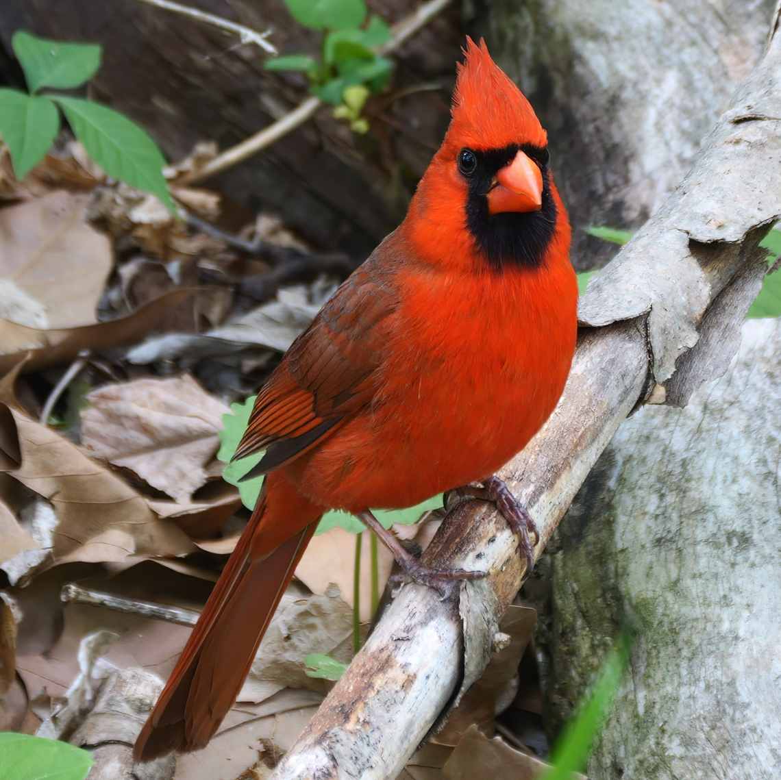 Male Northern Cardinal  Cardinalis cardinalis,Geotagged,Northern Cardinal,United States