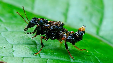 Leistotrophus versicolor I met an alien today. Or it seemed like it at the time. 

Leistotrophus versicolor is a type of beetle that forages on flies and dung beetles. This one was busy around some tapir dung. Costa Rica,Geotagged,Leistotrophus versicolor
