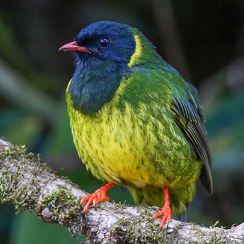 Green-and-Black Fruiteater  Colombia,Geotagged,Green-and-black fruiteater,Pipreola riefferii