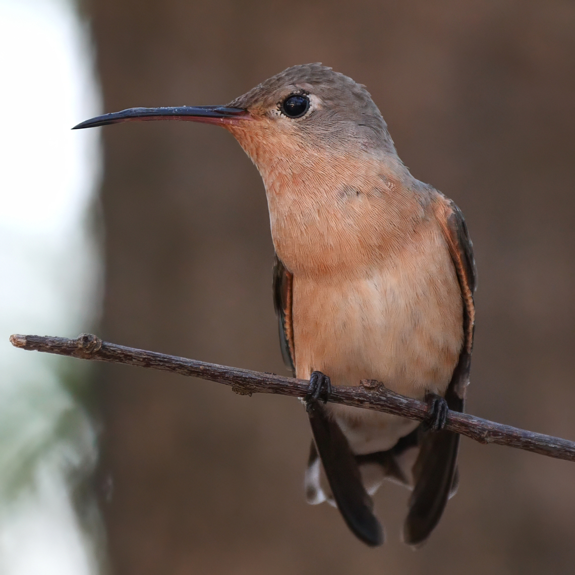 Buffy Hummingbird  Buffy hummingbird,Colombia,Geotagged,Leucippus fallax