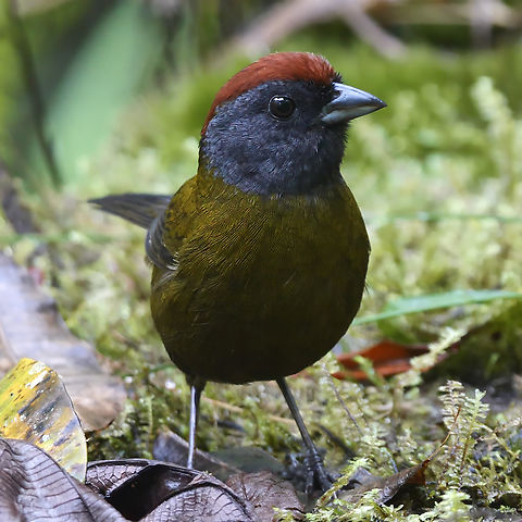 Olive Finch  Arremon castaneiceps,Colombia,Geotagged,Olive finch