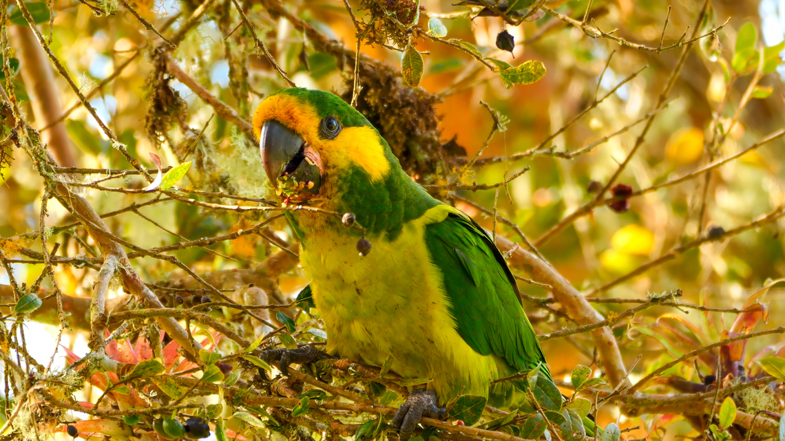 Yellow-eared Parrot A pretty amazing encounter with a flock of Yellow-eared Parrots this morning near Anaime, Colombia. Colombia,Geotagged,Ognorhynchus icterotis,Yellow-eared parrot