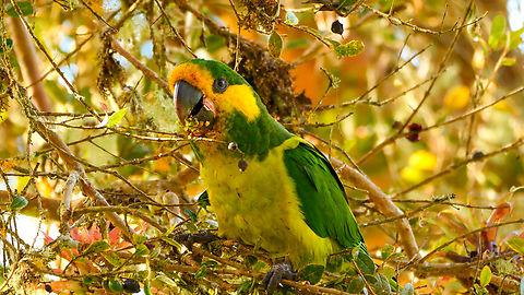 Yellow-eared Parrot A pretty amazing encounter with a flock of Yellow-eared Parrots this morning near Anaime, Colombia. Colombia,Geotagged,Ognorhynchus icterotis,Yellow-eared parrot