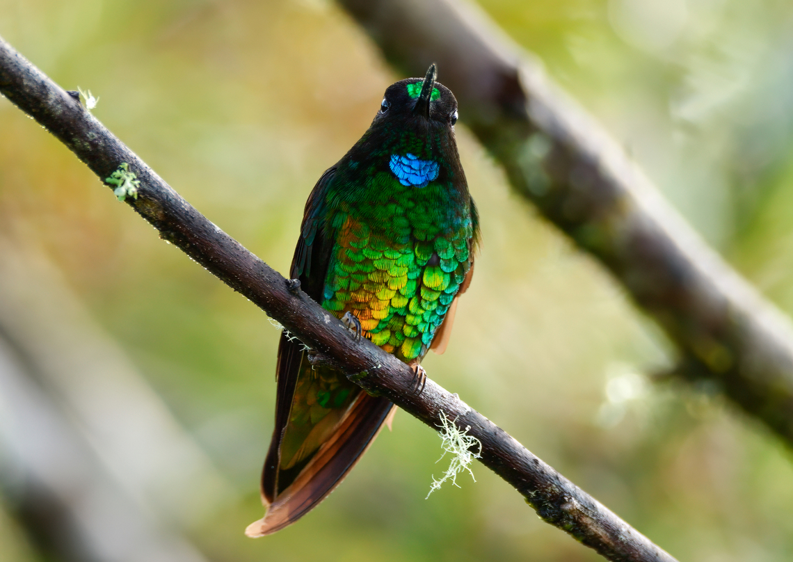 Dusky Starfrontlet Another cool experience with a very rare species of Colombia. Coeligena orina,Colombia,Dusky starfrontlet,Geotagged