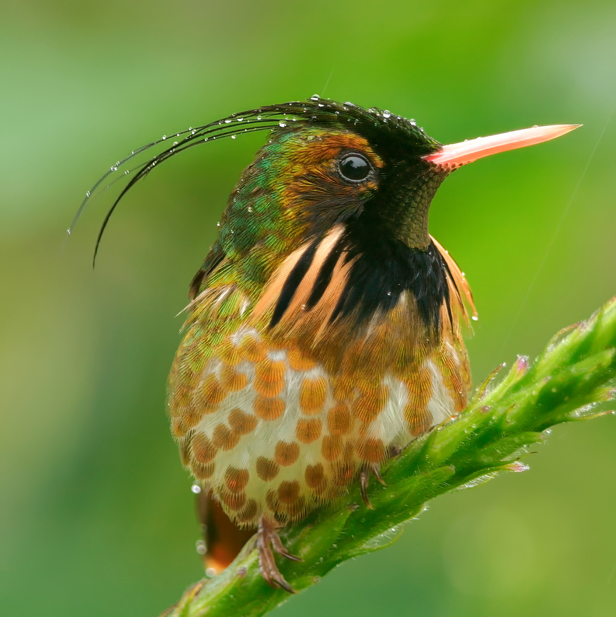 Male Black-crested Coquette This was a pretty fun photoshoot! Black-crested coquette,Costa Rica,Geotagged,Lophornis helenae