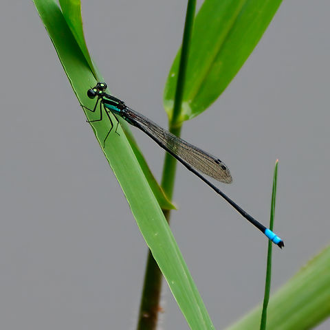 Costa Rican Wedgetail (Acanthagrion speculum) A Costa Rican endemic damselfly from Tapir Valley Nature Reserve. Acanthagrion speculum,Costa Rica,Costa Rican Wedgetail,Geotagged