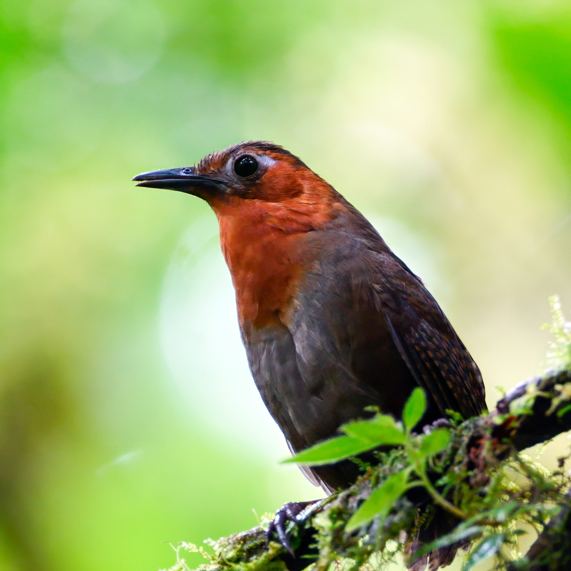 The amazing Song Wren  Costa Rica,Cyphorhinus phaeocephalus,Geotagged,Song wren