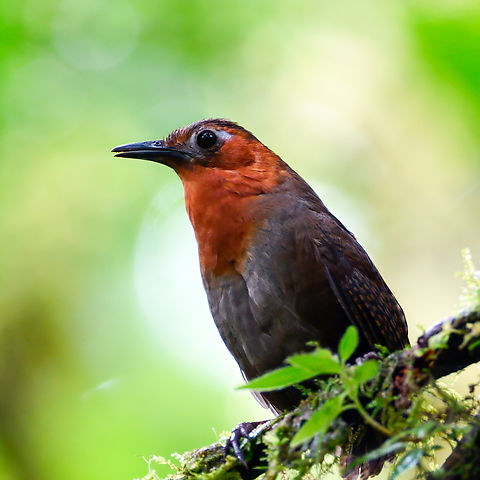 The amazing Song Wren  Costa Rica,Cyphorhinus phaeocephalus,Geotagged,Song wren
