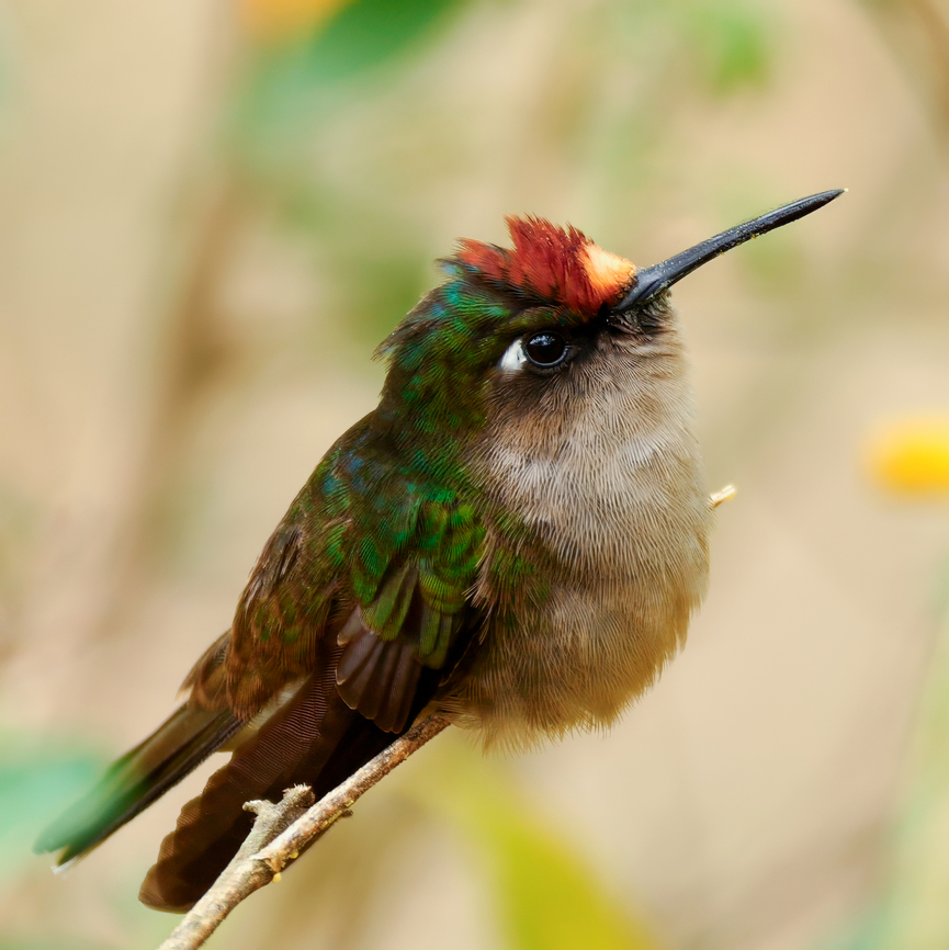 Tolima Blossomcrown A spectacular, tiny endemic hummingbird of the Colombian Andes. Anthocephala berlepschi,Colombia,Geotagged,Tolima blossomcrown