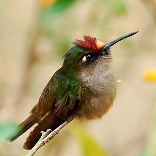 Tolima Blossomcrown A spectacular, tiny endemic hummingbird of the Colombian Andes. Anthocephala berlepschi,Colombia,Geotagged,Tolima blossomcrown