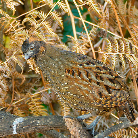 Black-fronted wood quail