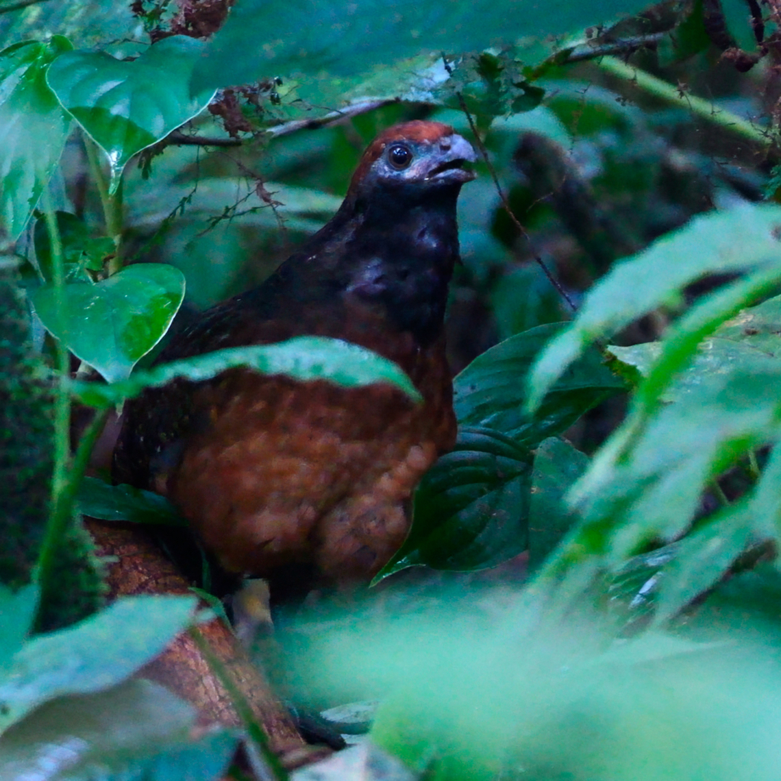 Black-eared Wood-quail Another elusive Wood-quail, this from Costa Rica. Black-eared wood quail,Costa Rica,Geotagged,Odontophorus  melanotis