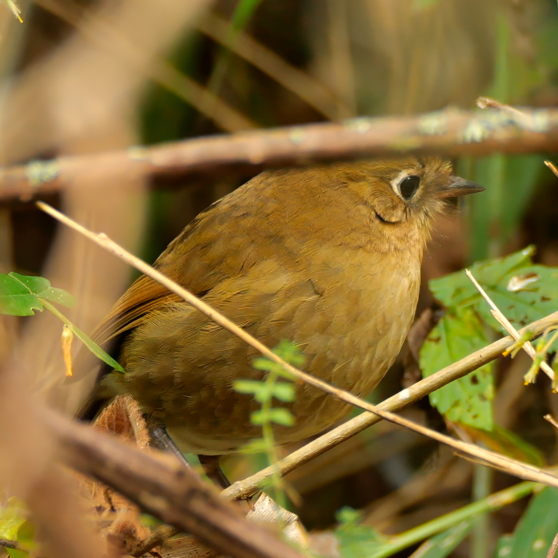 Perijá Antpitta Not the best photo, but I was shocked to actually see this bird. Another very range-restricted species near the Venezuelan border of Colombia. Colombia,Geotagged,Grallaria saltuensis,Perijá antpitta