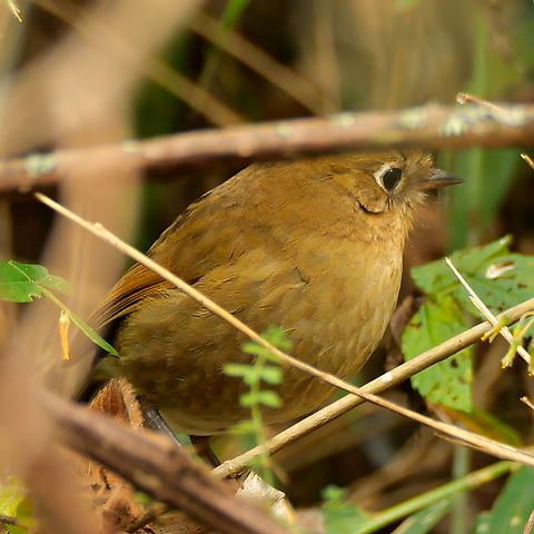 Perijá antpitta