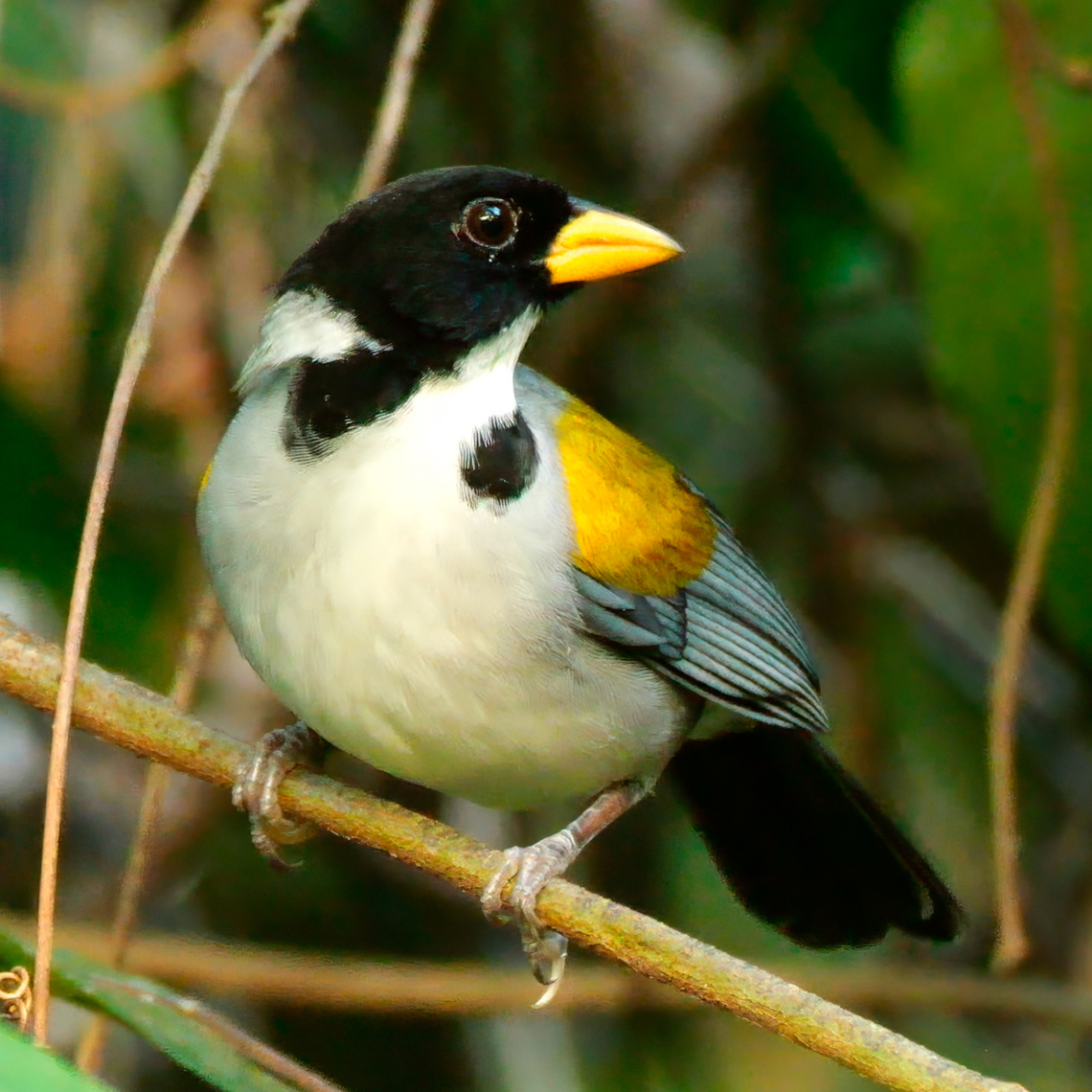 Golden-winged Sparrow Such a great sparrow. I saw these on my first Colombia trip but didn&#039;t get the views that I wanted. Got lucky on this afternoon when one came up to look around. Arremon schlegeli,Colombia,Geotagged,Golden-winged sparrow