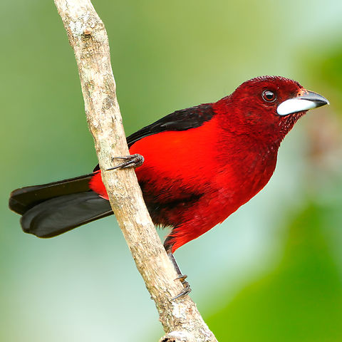 Crimson-backed Tanager  Colombia,Crimson-backed tanager,Geotagged,Ramphocelus dimidiatus