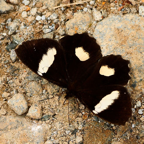 Pedaliodes phaedra ssp. niphoessa A gorgeous, high-elevation Andes species of butterfly on my most recent trip. Colombia,Geotagged,Pedaliodes phaedra