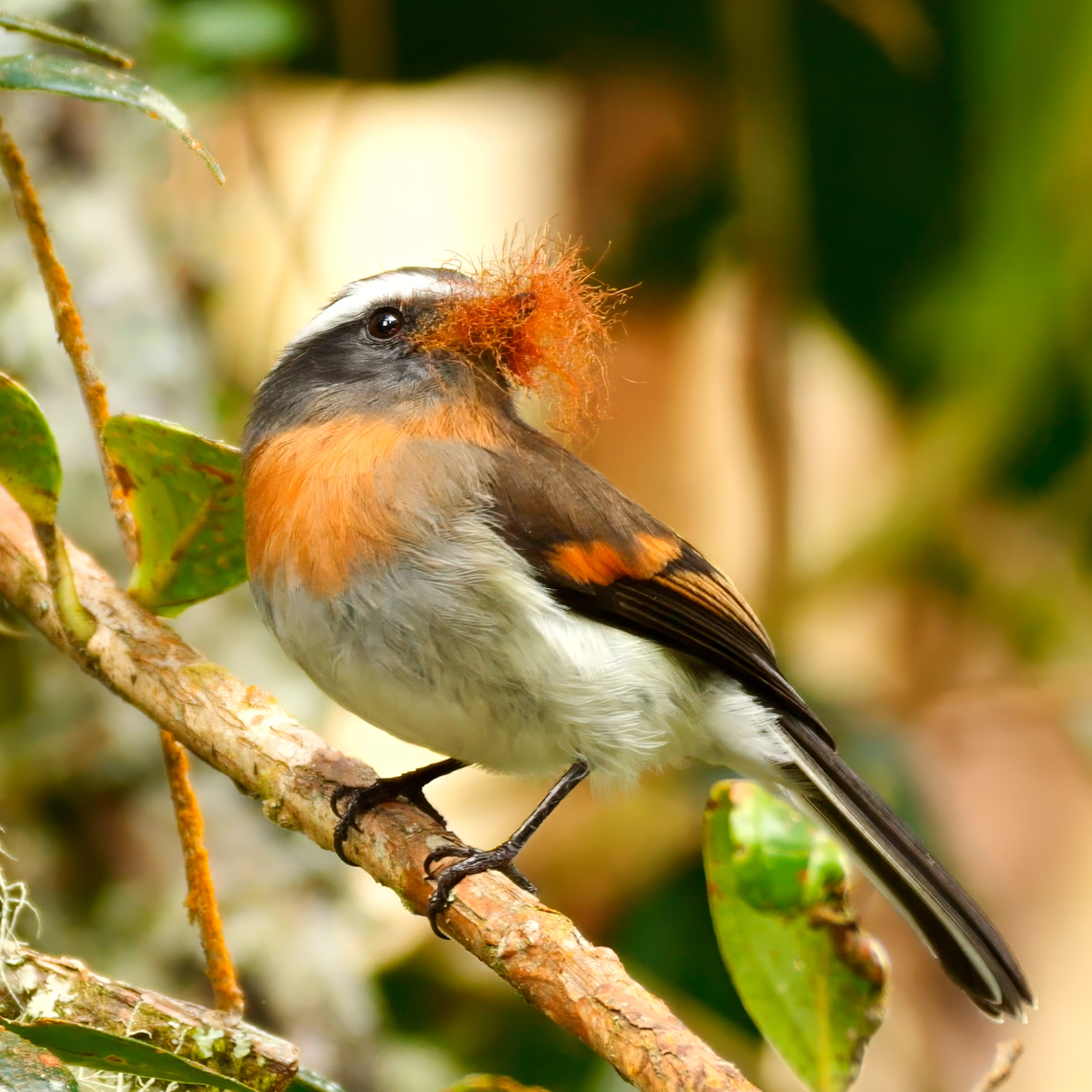 Rufous-breasted Chat-tyrant Working on a nest. Colombia,Geotagged,Ochthoeca rufipectoralis,Rufous-breasted chat-tyrant