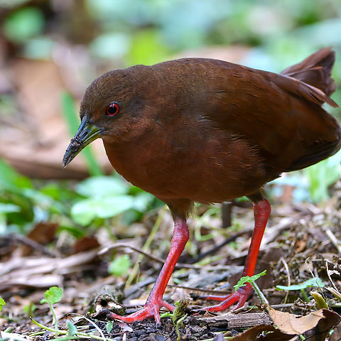 Uniform Crake These are usually a bit shy, but I had an interesting experience with these recently where we had a dozen of them foraging out in the open. In the daylight. Amaurolimnas concolor,Costa Rica,Geotagged,Uniform crake