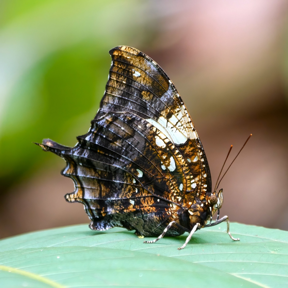 Silver-studded Leafwing Hypna clytemnestra<br />
 Colombia,Geotagged,Hypna,Hypna clytemnestra