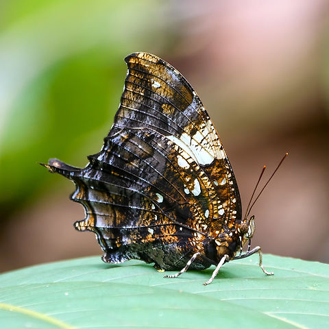 Silver-studded Leafwing Hypna clytemnestra
 Colombia,Geotagged,Hypna,Hypna clytemnestra