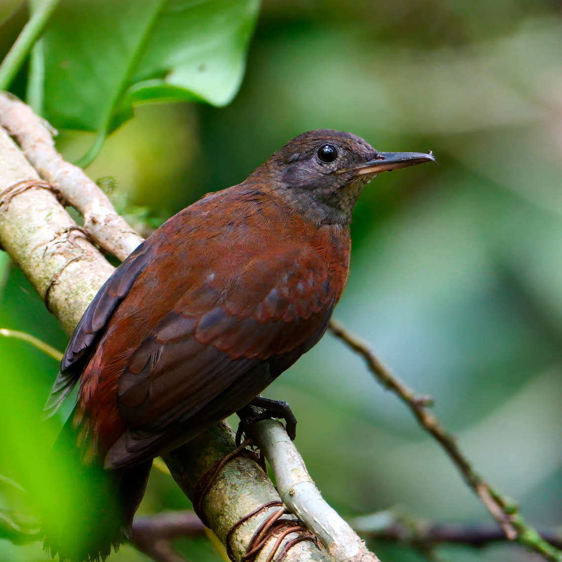 Gray-throated Leaftosser This was such a treat. A shy bird that loves the dark understory. Costa Rica,Geotagged,Grey-throated leaftosser,Sclerurus albigularis