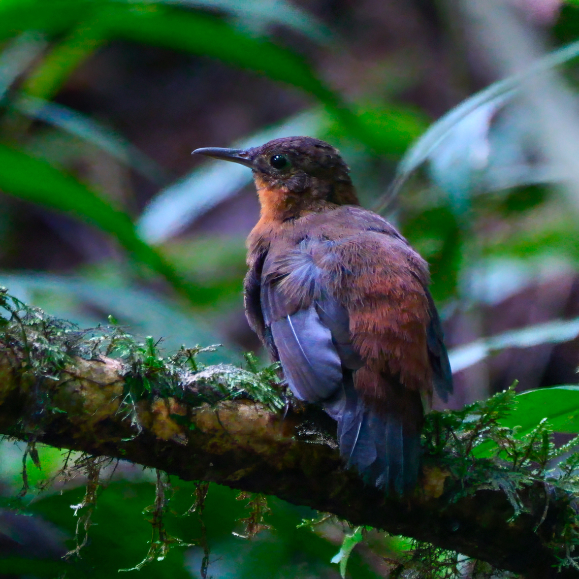 Middle-American Leaftosser This was a two leaftosser day. I had this and the Gray-throated just a few meters away from each other.  Costa Rica,Geotagged,Sclerurus mexicanus,Tawny-throated leaftosser