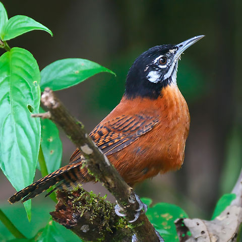 Bay Wren  Bay wren,Cantorchilus nigricapillus,Costa Rica,Geotagged