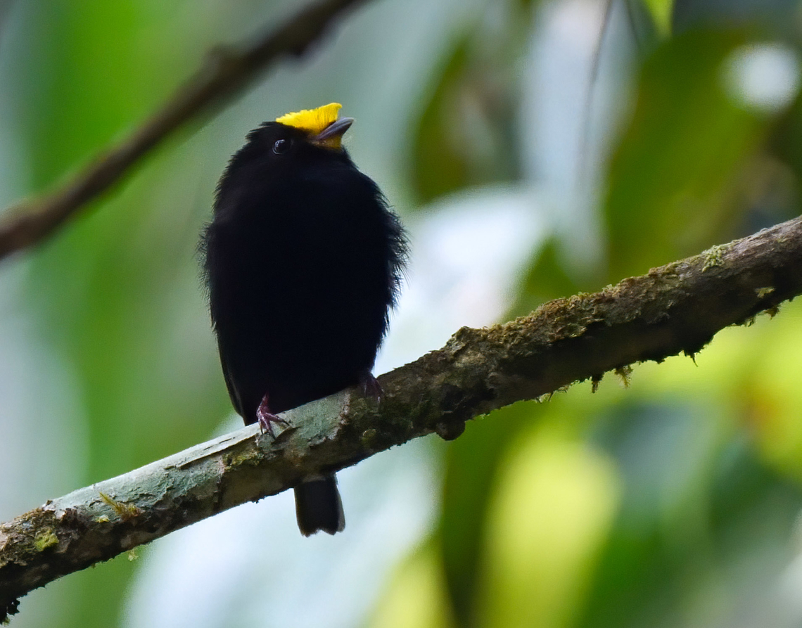 Golden-winged Manakin  Colombia,Geotagged,Golden-winged manakin,Masius chrysopterus