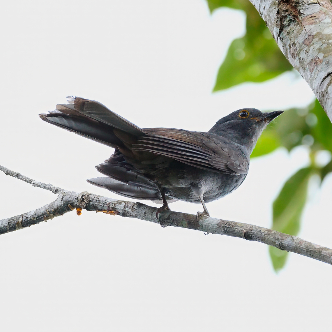 Chestnut-capped Piha At, surprisingly, the Chestnut-capped Piha Reserve (Reserva ProAves Arrierito Antioque&ntilde;o) Chestnut-capped piha,Colombia,Geotagged,Lipaugus weberi