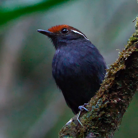 Chestnut-crowned Gnateater  Chestnut-crowned gnateater,Colombia,Conopophaga castaneiceps,Geotagged