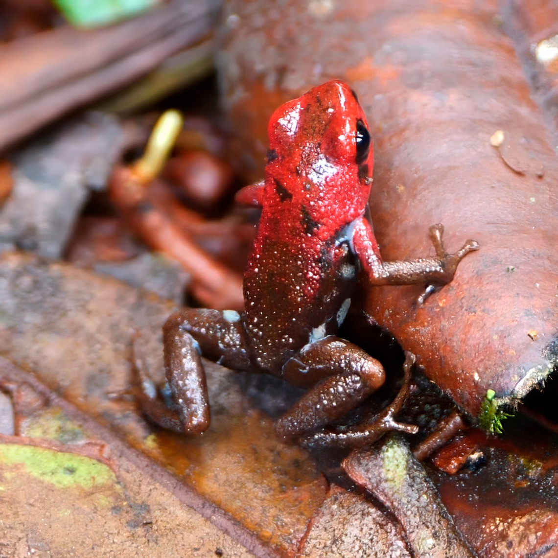 Andean Poison Frog (Andinobates opisthomelas)  Andean poison frog,Andinobates opisthomelas,Colombia,Geotagged