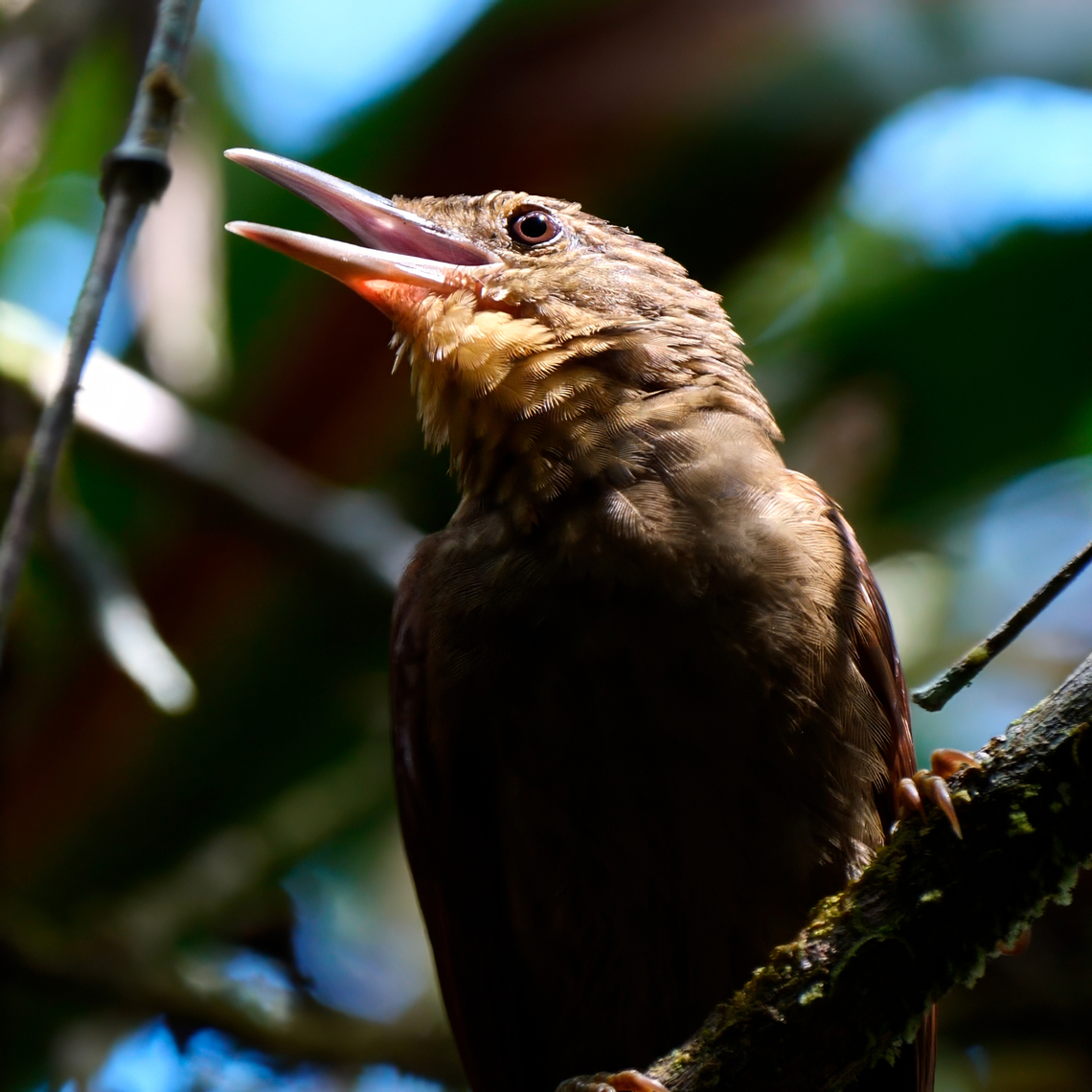 Western Woodhaunter (Automolus virgatus)  Automolus virgatus,Colombia,Geotagged,Western woodhaunter