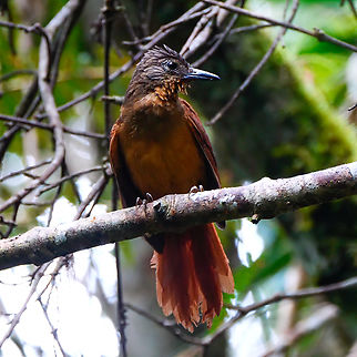 Streak-capped Treehunter  Colombia,Geotagged,Streak-capped treehunter,Thripadectes virgaticeps