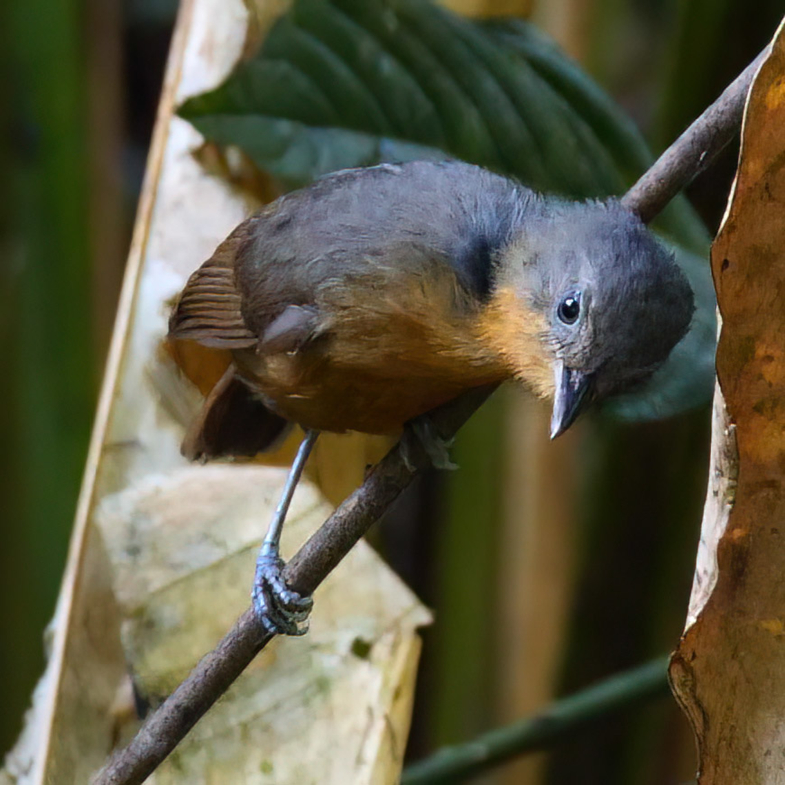 Female Parker's Antbird  Cercomacroides parkeri,Colombia,Geotagged,Parkers antbird