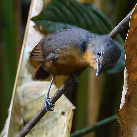 Female Parker's Antbird  Cercomacroides parkeri,Colombia,Geotagged,Parkers antbird