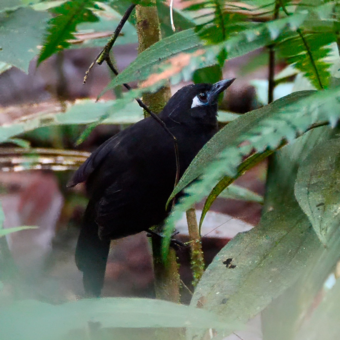 Blue-lored Antbird This bird was remarkably challenging, even for an antbird. Blue-lored antbird,Colombia,Geotagged,Hafferia immaculata