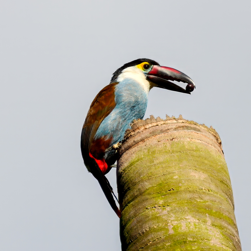 Black-billed Mountain-Toucan Delivering food to the nestlings. Andigena nigrirostris,Black-billed mountain toucan,Colombia,Geotagged