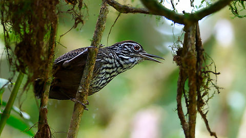 Stripe-breasted Wren Such a delight! Cantorchilus thoracicus,Costa Rica,Geotagged,Stripe-breasted wren